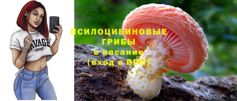 Псилоцибиновые грибы Psilocybine cubensis  Краснозаводск 